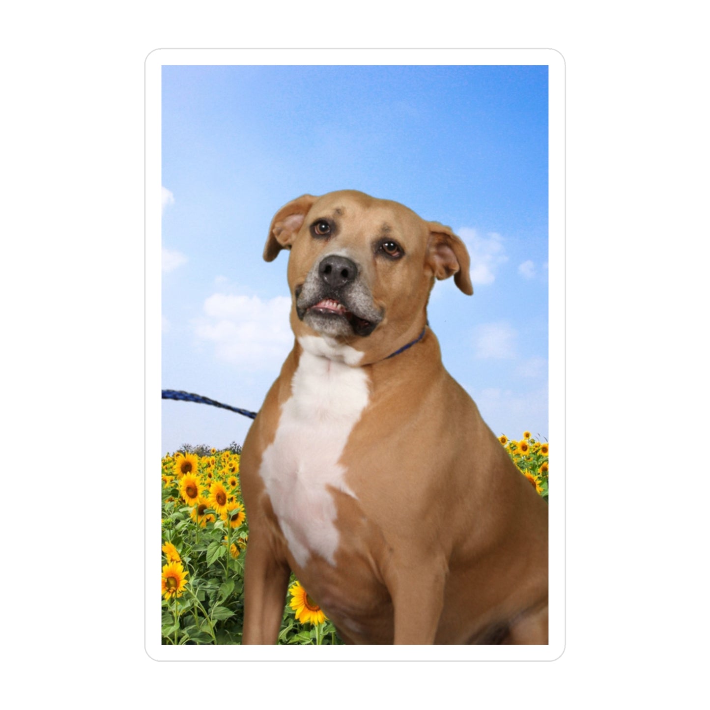 3x4 Sticker: Doggy Daycare Pic #4