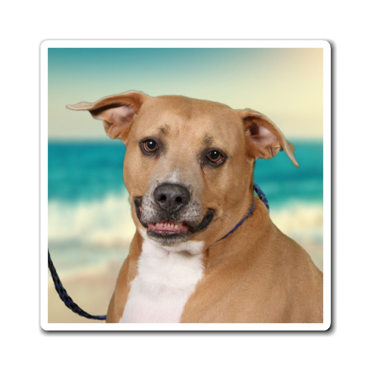 3x3 Magnet: Doggy Daycare Pic #2