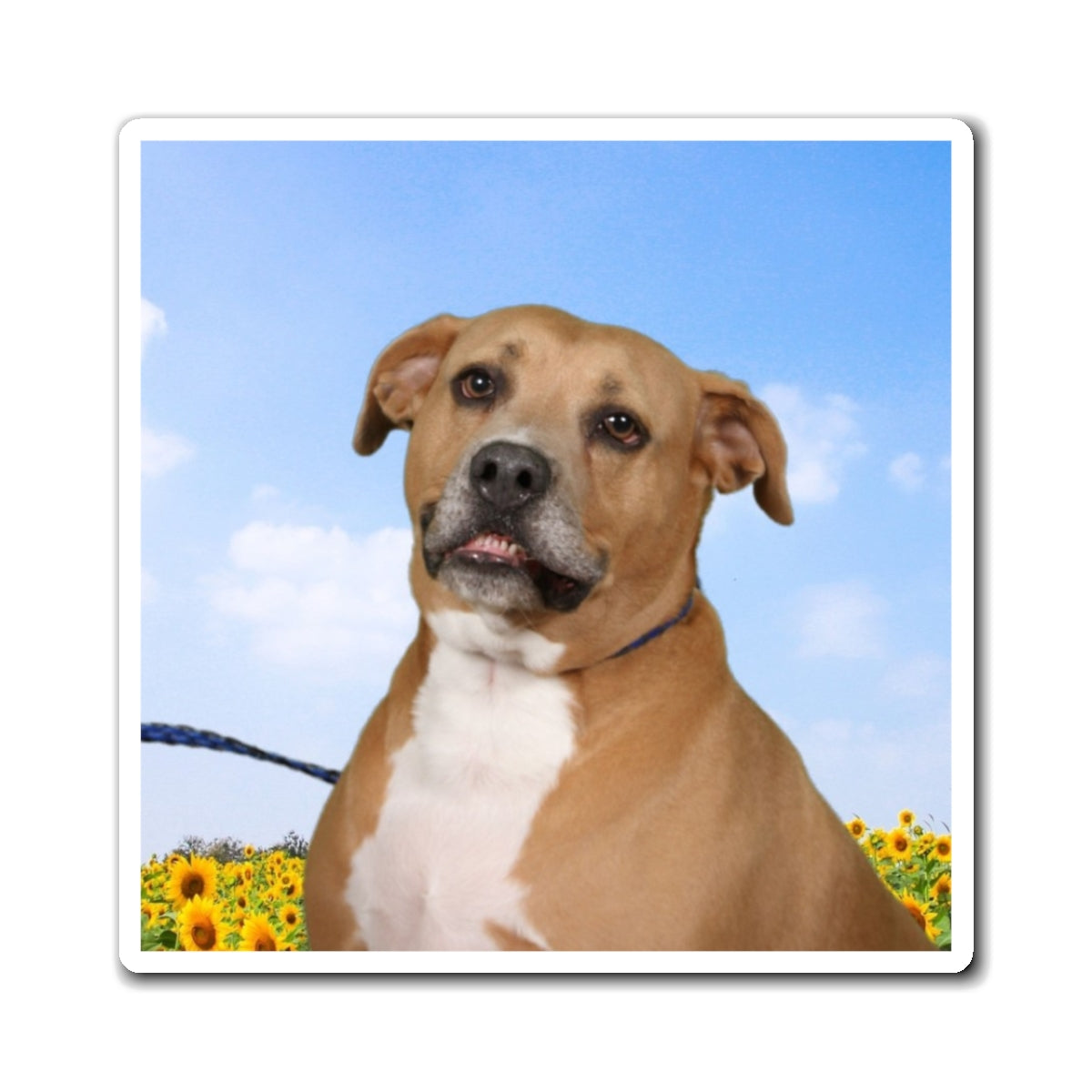 3x3 Magnet: Doggy Daycare Pic #4