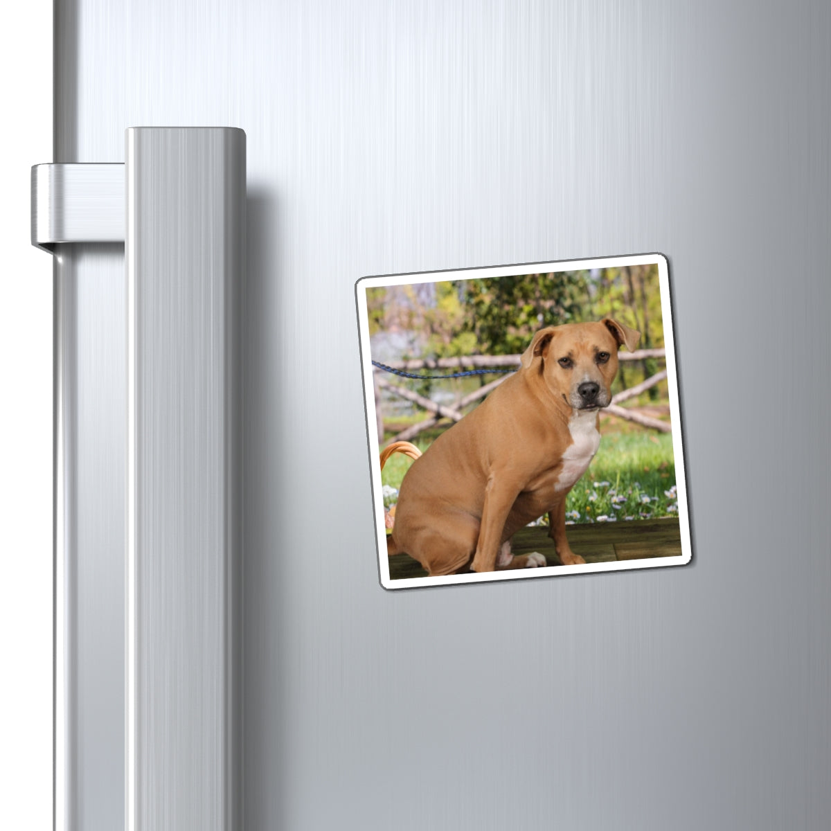 3x3 Magnet: Doggy Daycare Pic #5
