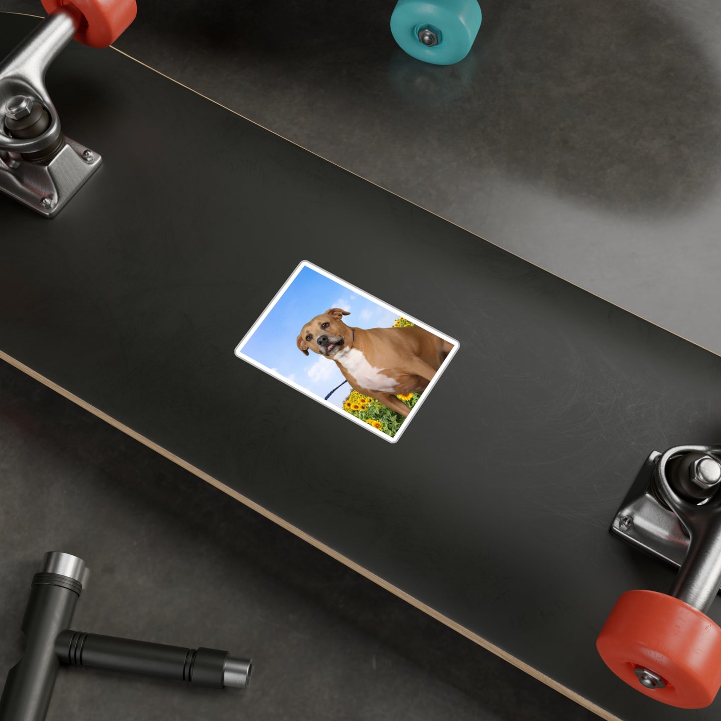 3x4 Sticker: Doggy Daycare Pic #4