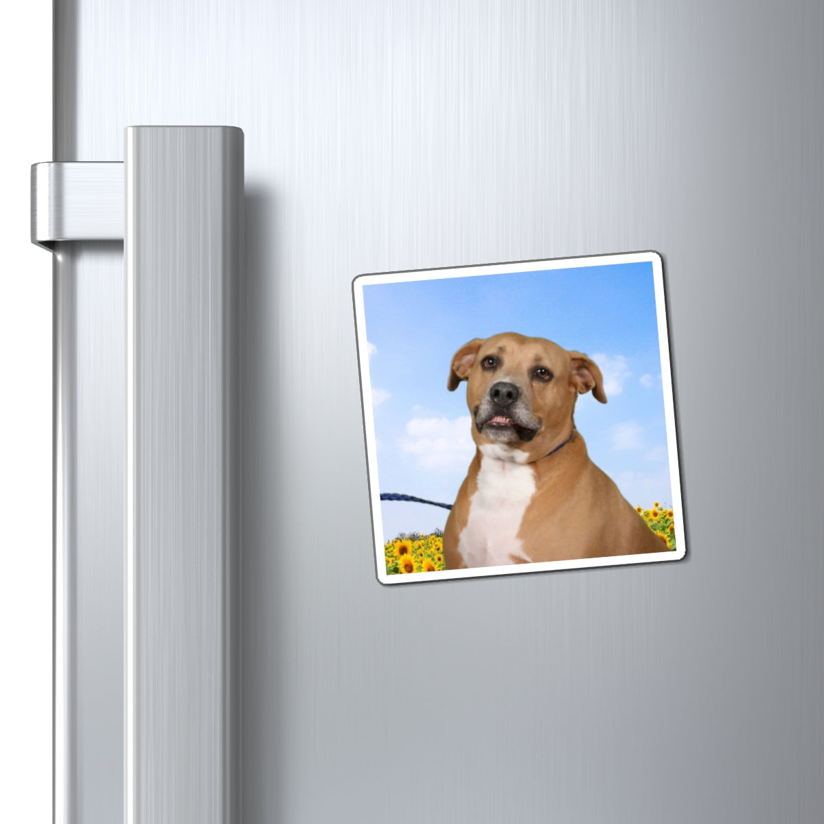 3x3 Magnet: Doggy Daycare Pic #4