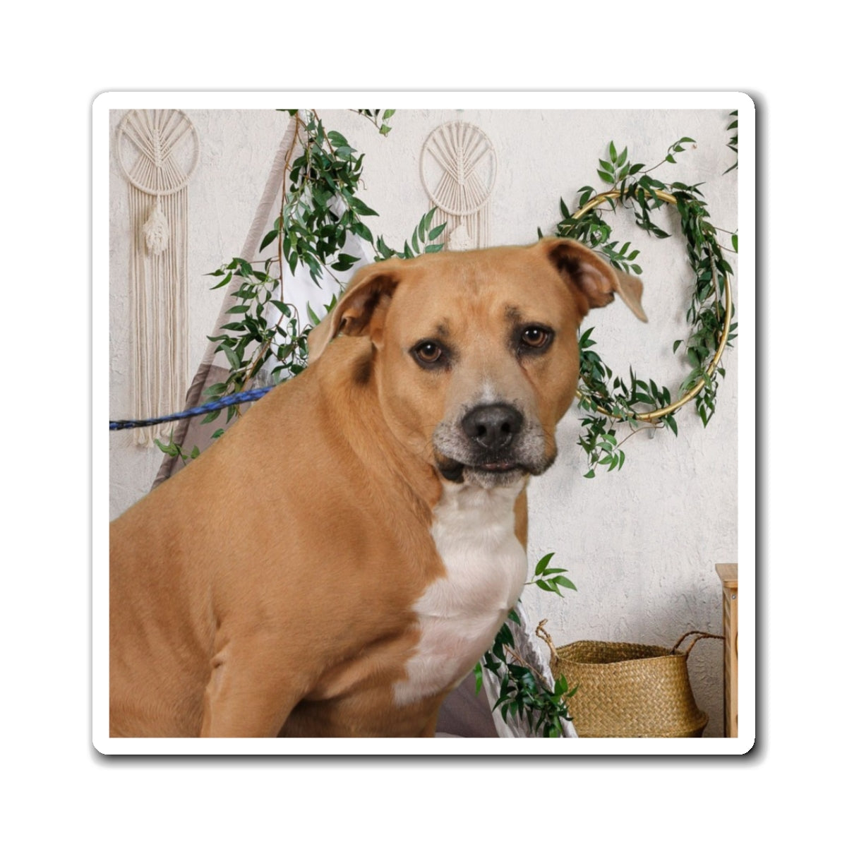 3x3 Magnet: Doggy Daycare Pic #3