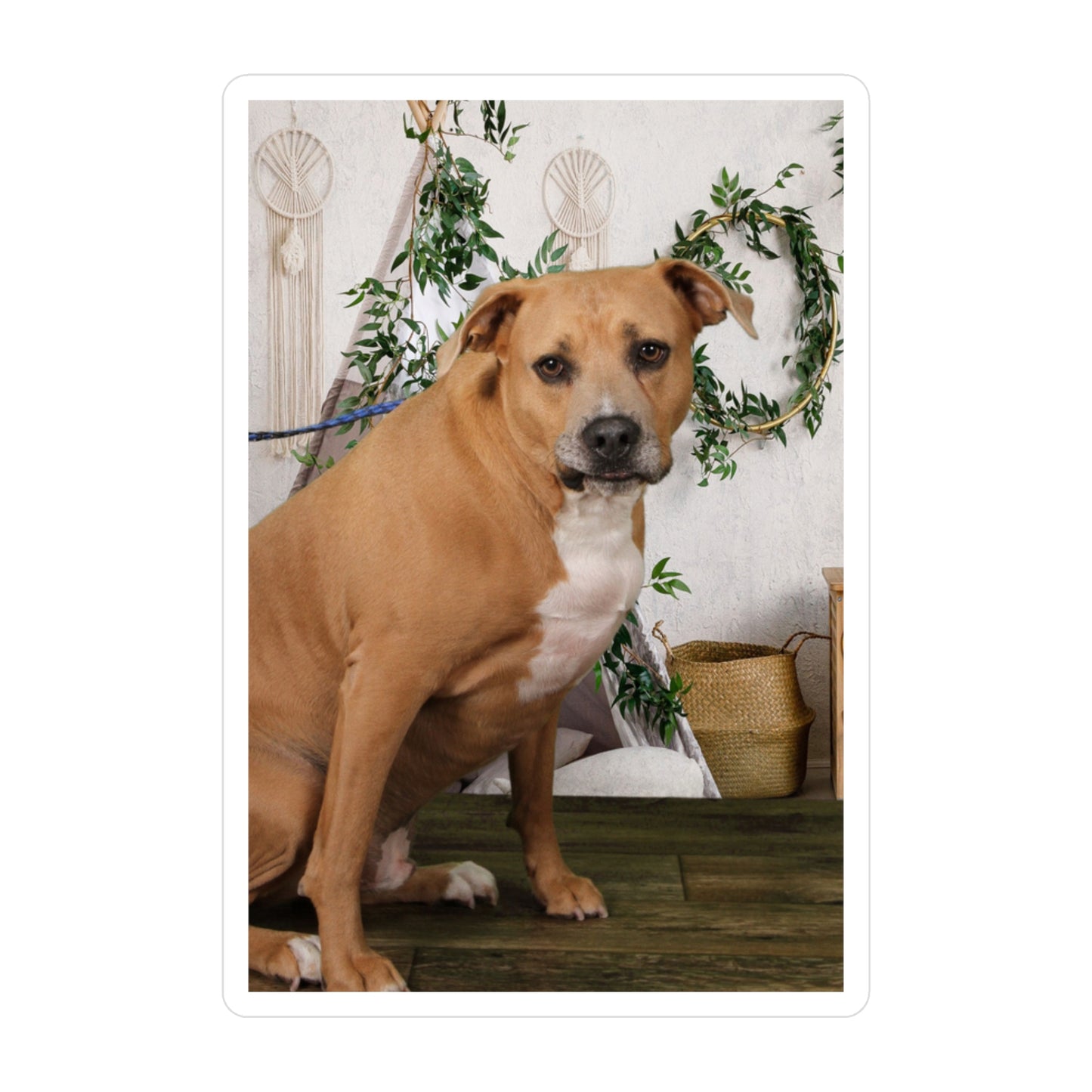 3x4 Sticker: Doggy Daycare Pic #3