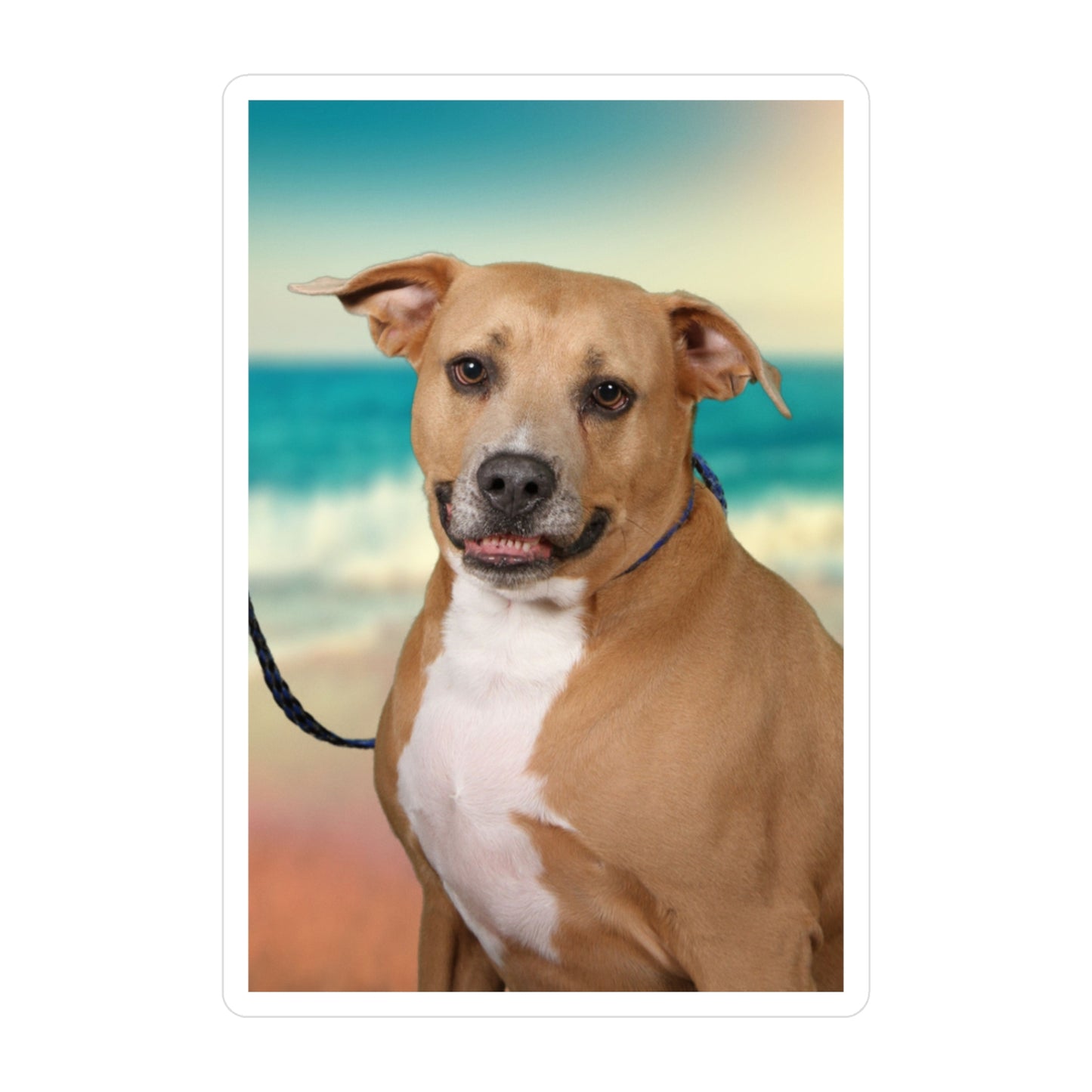 3x4 Sticker: Doggy Daycare Pic #2
